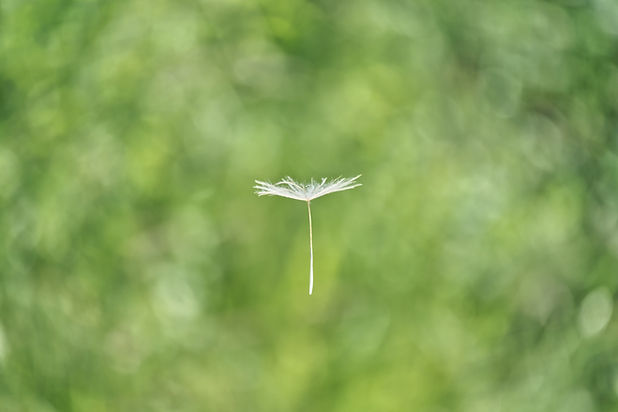 Image by Wolfgang Hasselmann