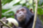 meilleur parc safari tanzanie