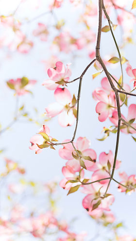 Image by TOMOKO UJI