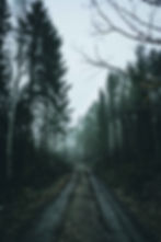 Forest road through tall evergreen trees