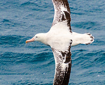 Image by Paul Carroll