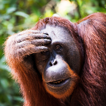 Wildlife adventure in Borneo Tanjung Puting Indonesia