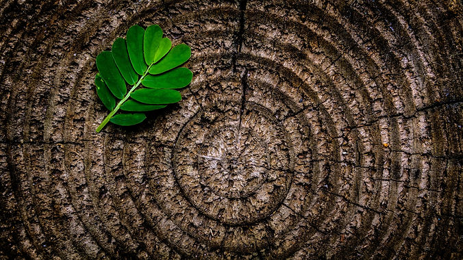 Image by Joey Kyber