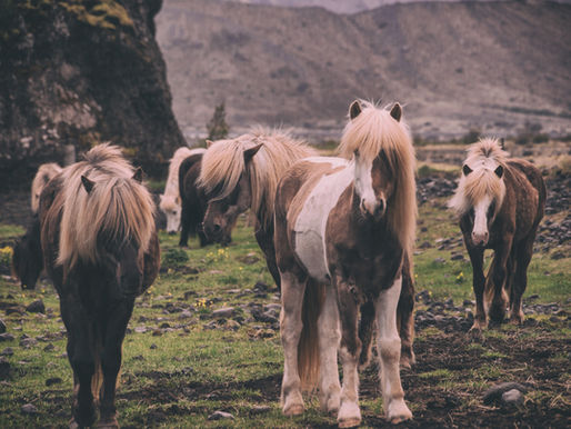 THE DIFFERENCE BETWEEN A pony and a horse