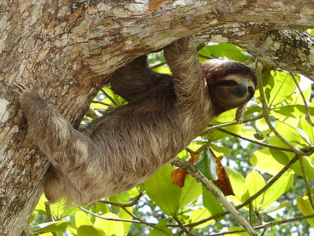 Family Fun & Real Science: Why Punta Culebra is a Must-Do on Your Panama Tour!