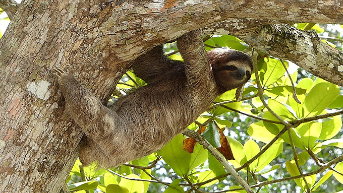 Sloth Facts