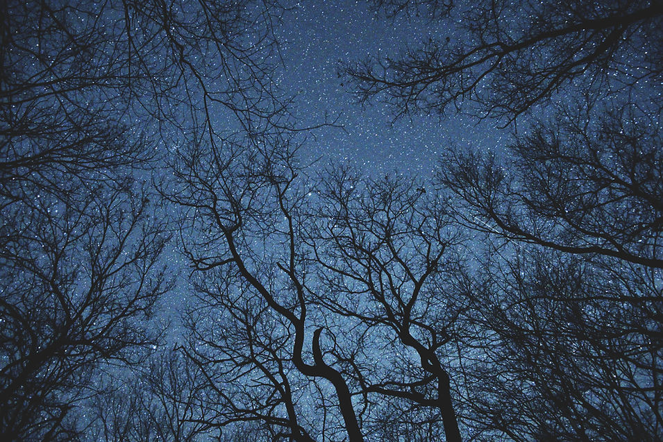 Bare tree against twilight sky, representing rest and stillness.