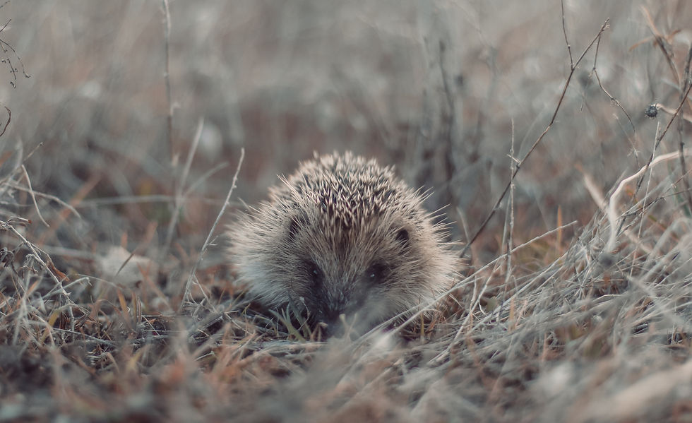 Image by bryn beatson