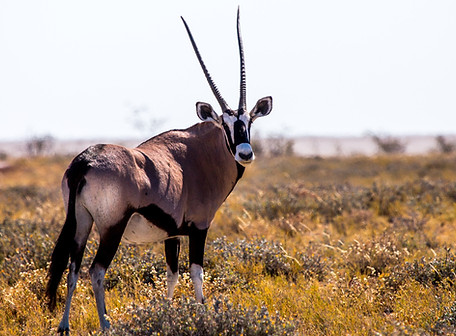 Image by Alan J. Hendry