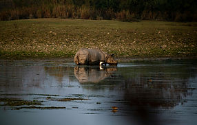Image by SAURAV MALI