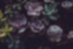 succulents
