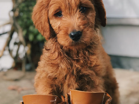 Summer Heat & Dog Boots