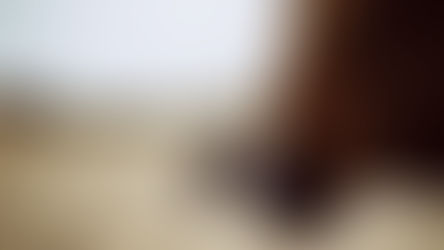 2月8日 耶利米書11-12章「與馬同跑」