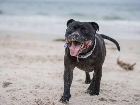 The Staffordshire Bull Terrier: A Loyal Companion with a Rich Heritage