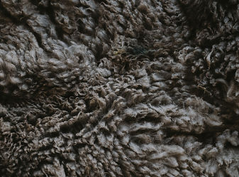 Image by Annie Spratt