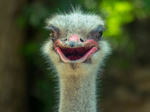 Funny Bird Image