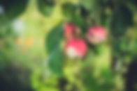 apples hanging from tree