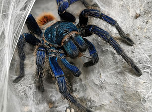 Image by Julian Göbel