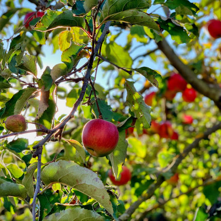 Apple Orchard near Ellijay, Georgia
