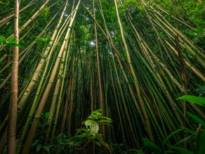 Health Benefits of Bamboo Shoots