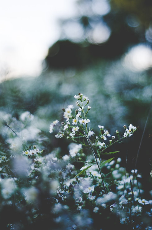 Image by Hannah Bruckner