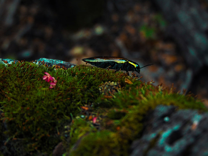 Image by Agustin Gorordo Coggiola
