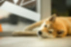 Shiba Inu