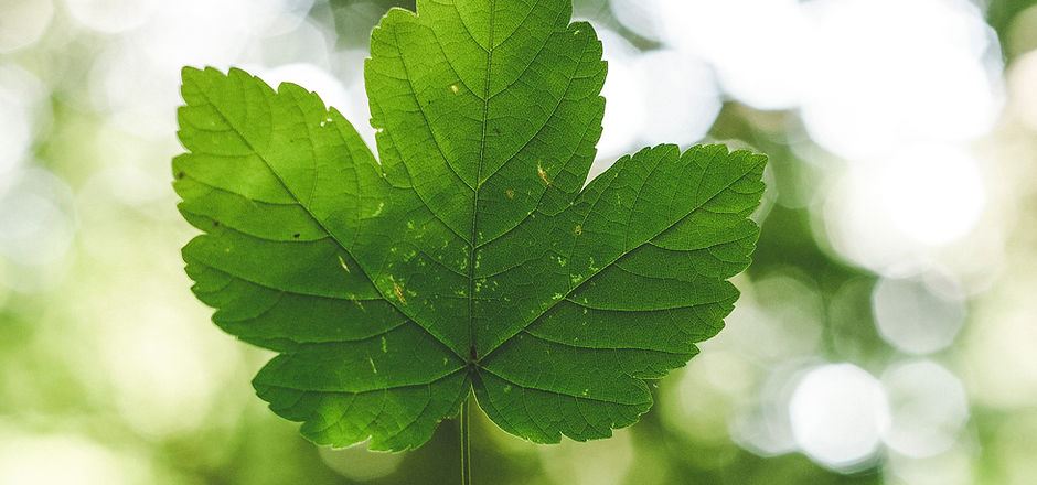 Image by Markus Spiske