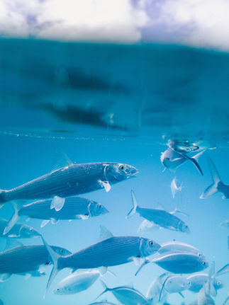 Balık türleri ve tercih ettikleri yemler.