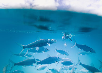 Image by Jakob Owens