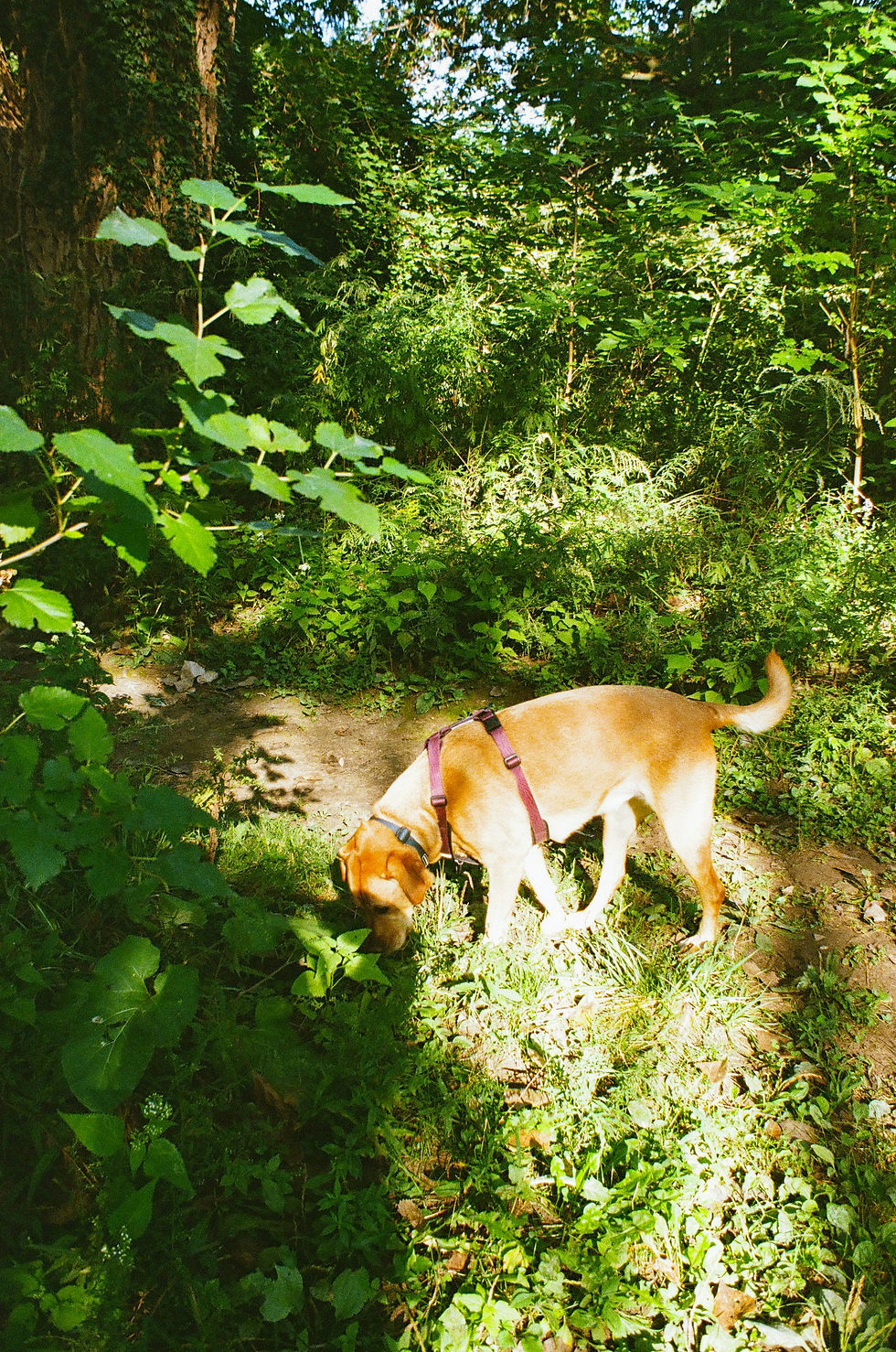 Spring Dog Walks in East & West Horsley: