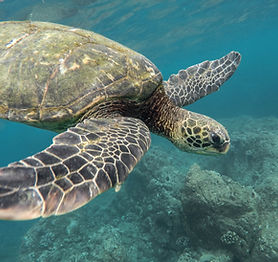 tartaruga