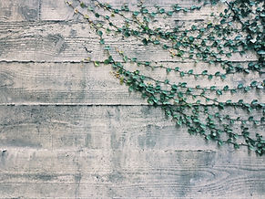 Concrete wall with vines growing to represent the growth possbile through affordable relationship counselling in London Ontario at 490 Oxford St E