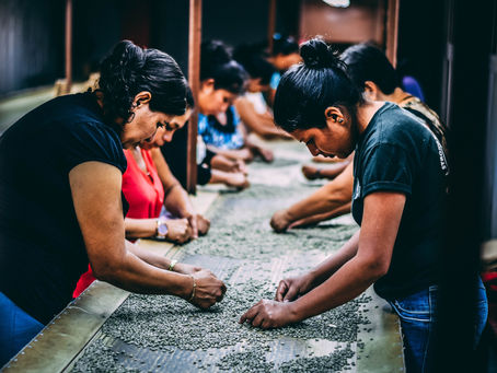 Tri à la main des grains de café au Salvador