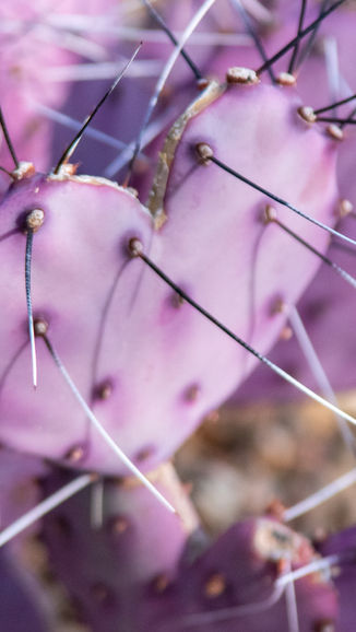 Je lichaam onthoudt wat jij probeert te vergeten: de verborgen impact van onverwerkte emoties