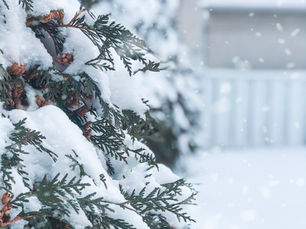 Robocall - Sunday 1/25/26