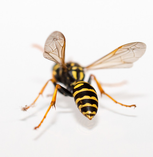 Image by Ante Hamersmit