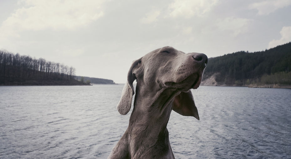 Happy dog - dog waste removal expert