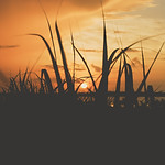 Image by Xavier Coiffic