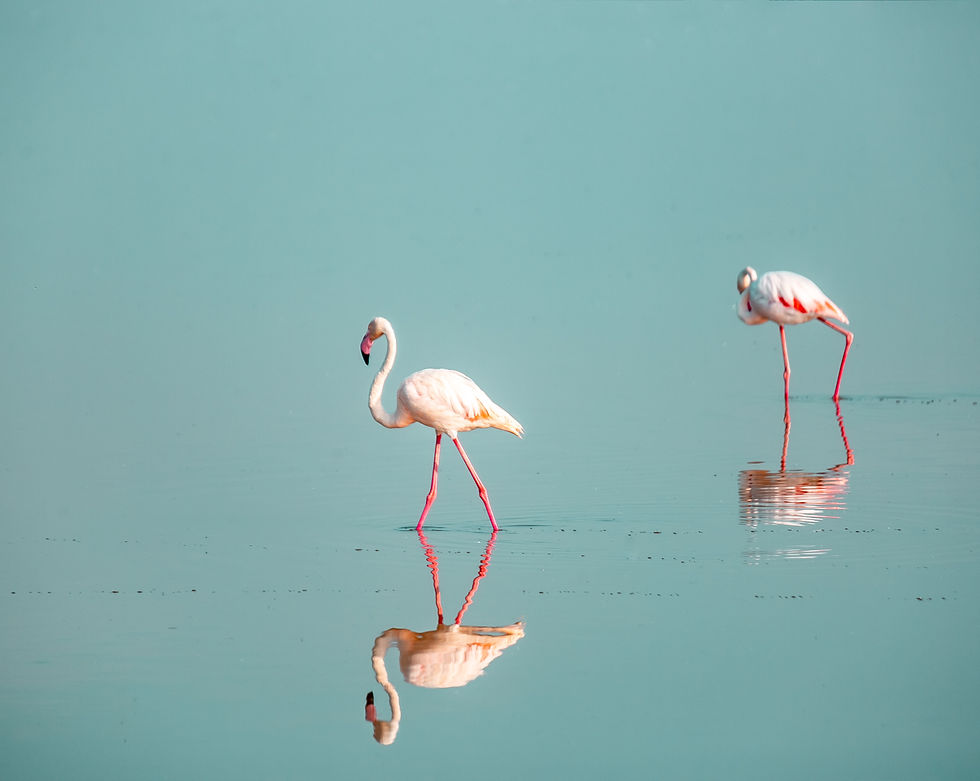 Image by Jake Nackos