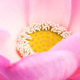 Image by Kumiko SHIMIZU