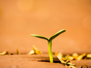 Green sprout emerging from soil, surrounded by yellow leaves. Background is a warm, blurred brown, creating a hopeful, serene mood.