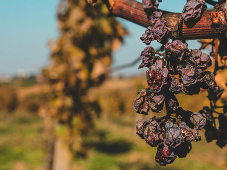 Withered Grapes
