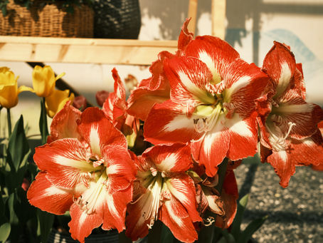 Growing & Caring for Amaryllis Bulbs