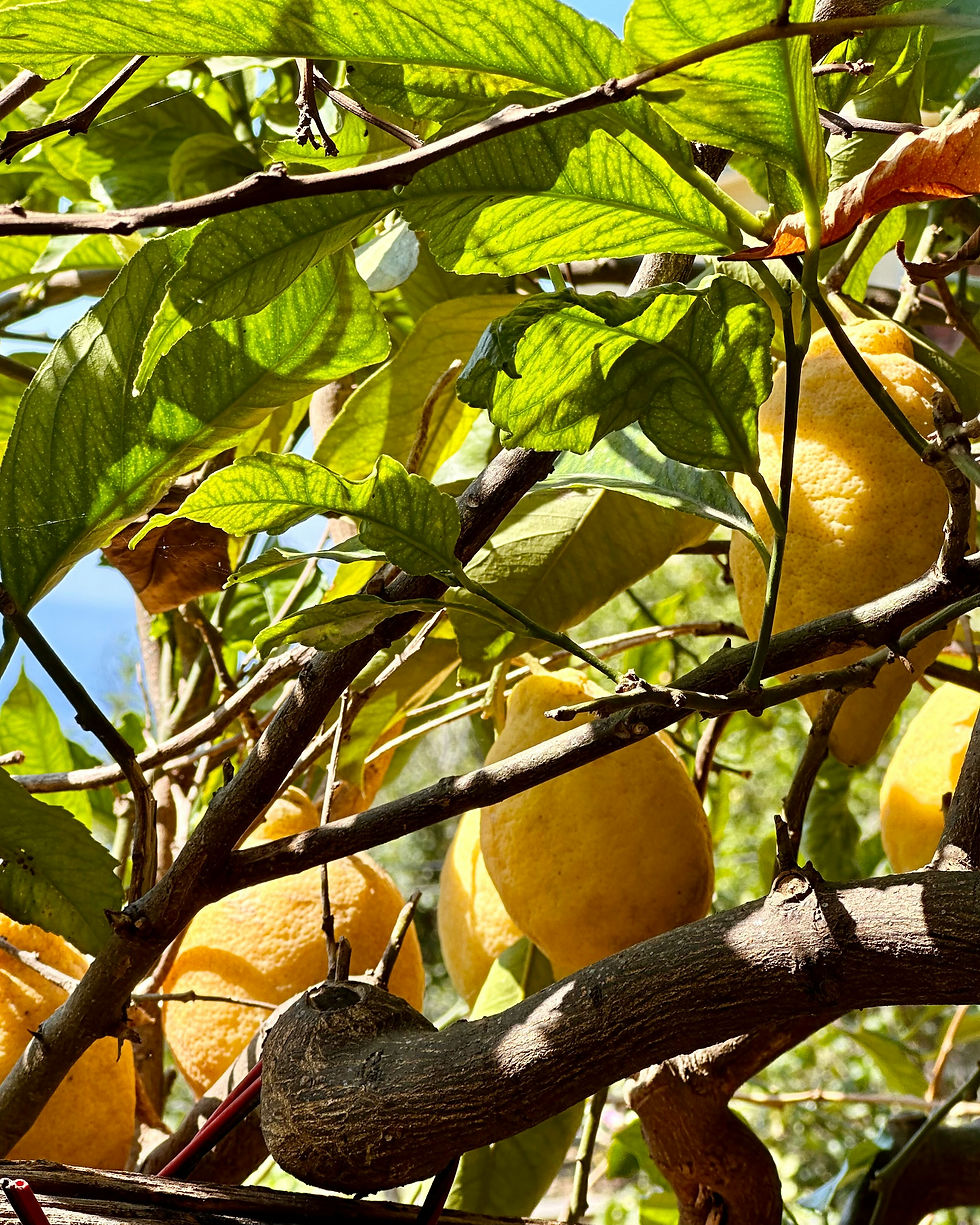 Terraced lemon orchards on the Amalfi Coast in Italy are a vital agricultural crop.