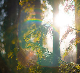 Image by Caspar Rae