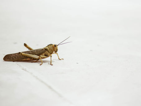 Crickets by Marc Isaac Potter
