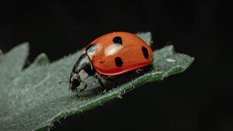 Miraculous ladybugs - The hardest working ladies on your farm
