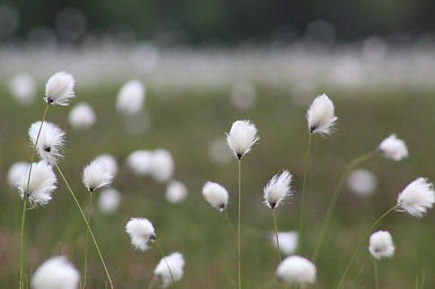 Image by Anne Nygård