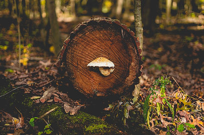 Image by Ethan Unzicker